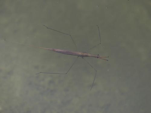 Réf. 310 316 : Ranatra linearis